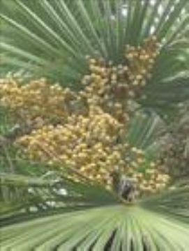 Saw Palmetto Extract (Kimochiga-Ii/At/Hotmail.Com)